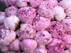 봄비 내리는 새벽/이도은