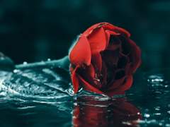 54화: 서른 번째 꿈 <그녀에게 바치는 명작> (1)