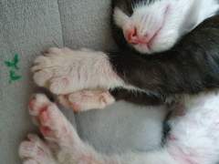 500원으로 고양이 사진 100장 넘게 보기