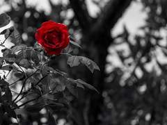 이 땅에 영광 있으리라.