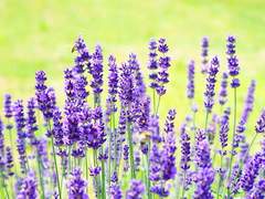 Lavender and Cherry Blossom