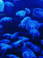 새티와 수족관 친구들