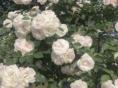 데미카에, 그리고 메이 (1)