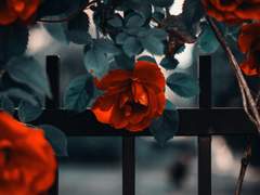 [주술회전 드림] 그 수인들이 너무해! (中)