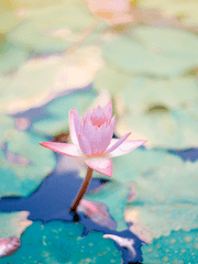 마지막 꽃 한 송이