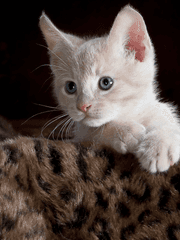 [드레리] 새끼 고양이 길들이기(사랑하는 것)