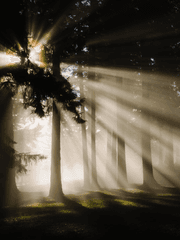 사그라진 모든것에게 새로이 밝은 아침,