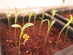 [농사일기] 본잎이 자란다