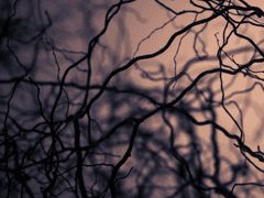 붉은 달빛의 저주 .01