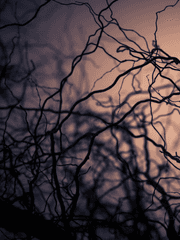 붉은 달빛의 저주