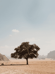 초원이 없는 세상