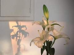 𝒜𝒹 𝐿𝑜𝒸𝓊𝓂 𝒜𝒷𝓈𝒸𝑜𝓃𝒹𝒾𝓉𝓊𝓂(上)