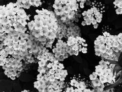 Delphius, 56, XY, Devil