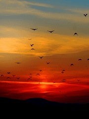 헬렌 B. 크레데리아