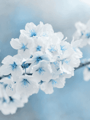 SVT도안 판매 및 배포