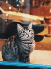 비공식 생카 방문후기