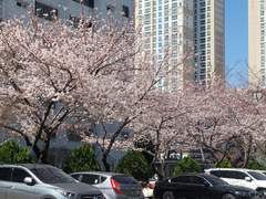 섬마을 춘풍 중간 설명