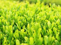 내가 만든 미친놈들 - 49