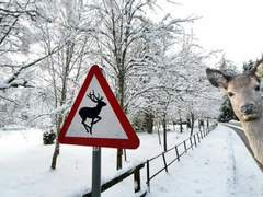 실음과 미친개 08