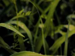 촉촉하게 비가 내린, 풀숲의