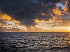 [종자바로] 매미가 죽을 때