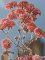 과몰입 한바가지