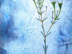 [소설 B타입] 두 마녀만의 무도회 (5,085자)