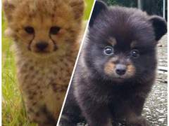 저화질로 보는 큐티수인 1~完