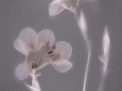 다시 와, 가기만 하고 안 오면 안 돼