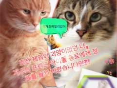 고양이는 데뷔조로다
