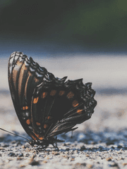 배우 빙의글 잔혹동화 피터팬