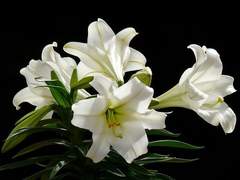 저는 저의 죽음을 두려워하지 않았던 것 그 이상으로 당신의 죽음을 두려워하지 않았다.