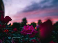 [쿱정 다각] 黎明:여명 06