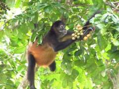 발효된 과일을 먹는 술취한 원숭이...