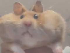 누가 그래? 내가 햄스터라고. 5