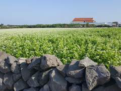 [이제노] 하도리 동동 2