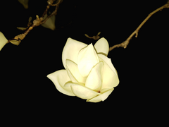 어둠이 나를/이도은