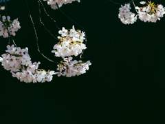 진혼 : 春櫻 (봄벚꽃)