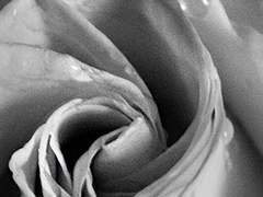 설원의 어스름, 그리고 벗.