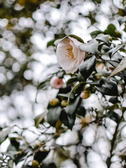 2차/앙상블스타즈!!/흰 동백도, 붉은 동백도 질 때는 함께