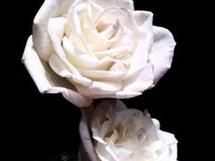 Rose Garden 로그 백업