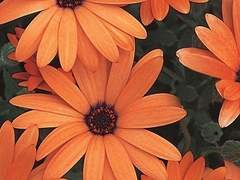 일곱 번째 고양이 별