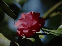 [홉슈] 동백冬柏 1