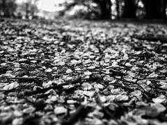 식솔 그리고 부재.