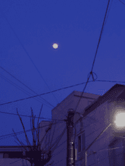 월화 마을 {뜰팁}