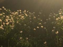 뱀나비메릴 후레썰