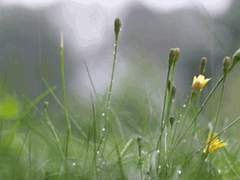 회귀한 봄의 기억