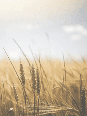 그 농장주, 죽기로 결심하다