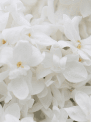 [히프노시스 마이크/히프마이] 라일락