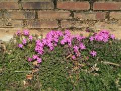 [농사일기] 물만 주고 왔지요